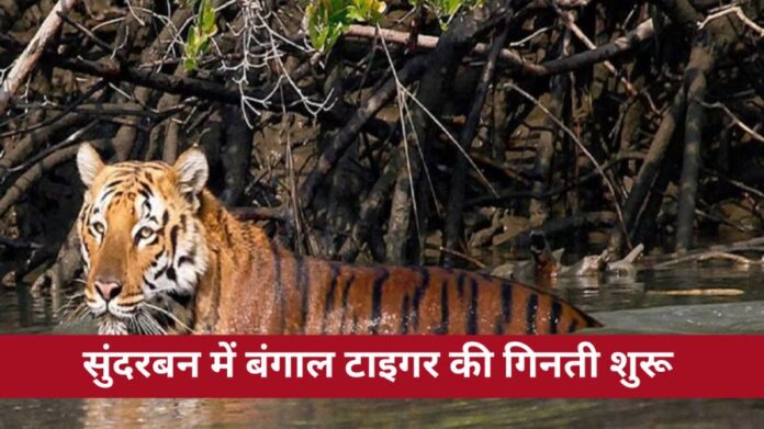 bengal tiger counting starts from 27 november