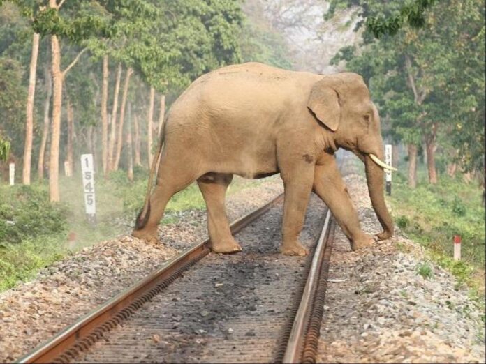 train elephant accident