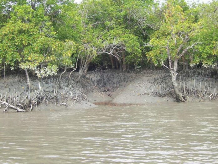 sundarban-mangrove