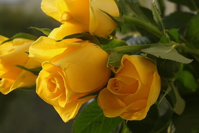 Yellow roses