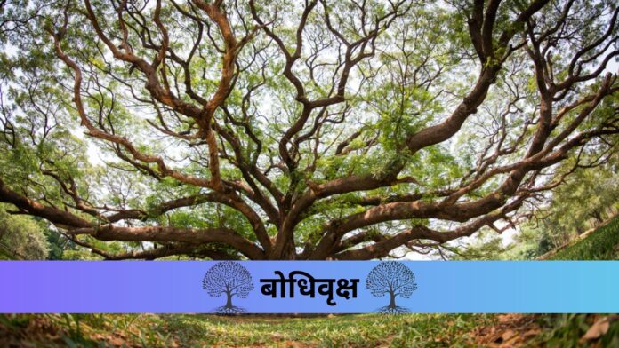 Bodhi Tree