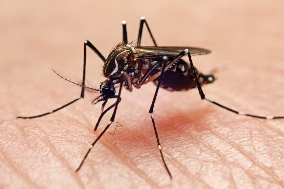 Dengue/ Malaria