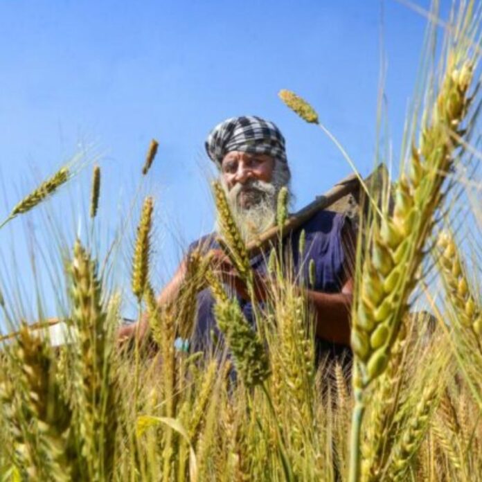 Wheat production in Haryana