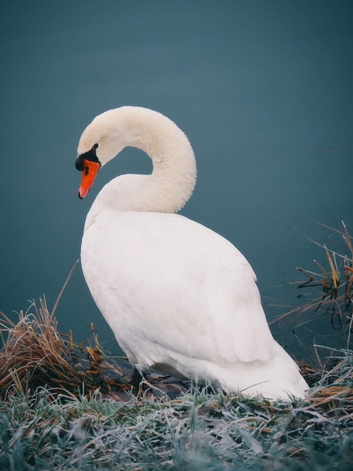 HD-wallpaper-swan-bird-white-water